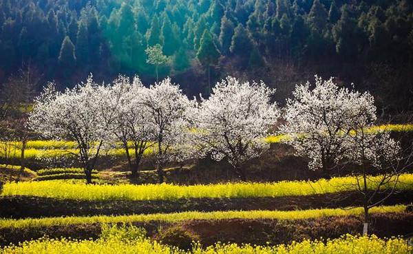 旅游赏花
